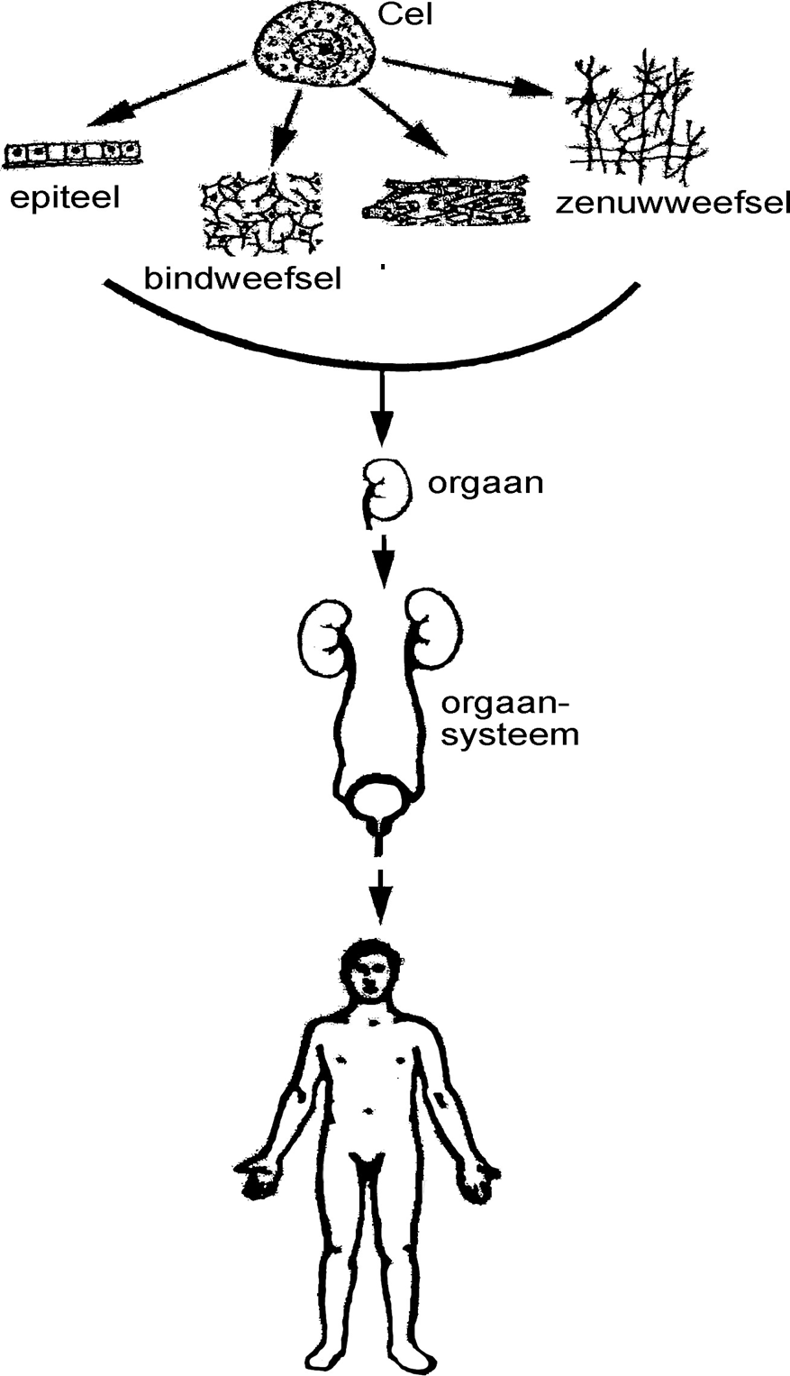 <ul><li><p>cel</p></li><li><p>weefsel</p></li><li><p>orgaan</p></li><li><p>orgaansystemen</p></li><li><p>mens</p></li></ul><p></p>