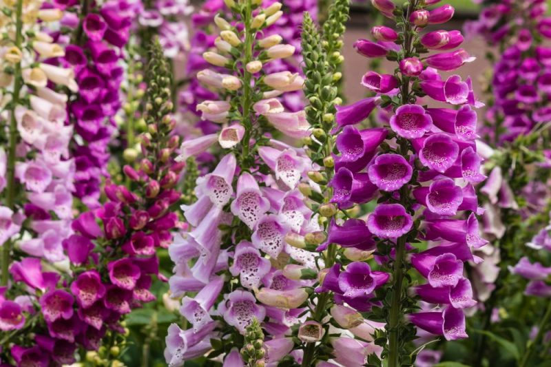 <p>Cacti = Have spines to prevent herbivores from feeding on their water storing tissues</p><p>Nettles = Have hairs containing toxins that irritate the skin, and create red stinging rashes to repel any predators</p><p>Thick Bark on Trees = Prevents insects from digging into them</p><p>Foxglove = All parts of it are poisonous; It contains poisonous toxins known as digitalis that can be fatal if ingested; They affect the heart, causing arrhythmias, slow heart rate, and even cardiac failure in animals</p><p>Deadly Nightshade = Contains Atropine, which blocks nerve signals and can cause muscle paralysis</p>
