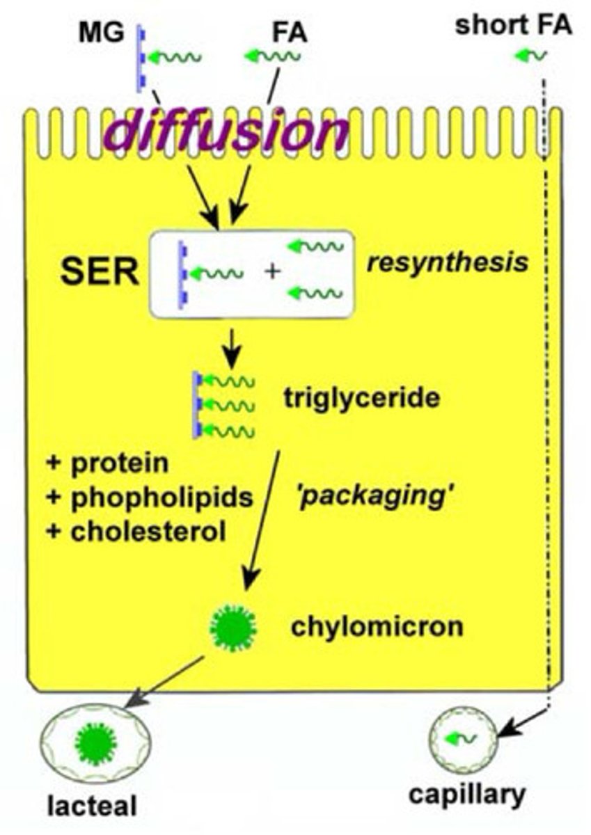 <p>the steps:</p><p>1. trans-membrane transport of the free FAs and MGs (by diffusion through the lipid core)</p><p>2. intracellular resynthesis of triglyceride (in the Sarcoendoplasmic Reticulum)</p><p>3. incorporation of the TG into chylomicrons, together with beta-lipoprotein, cholesterol, etc</p><p>4. efflux of the chylomicrons on the basolateral side of the cell, into nearby lacteals</p>