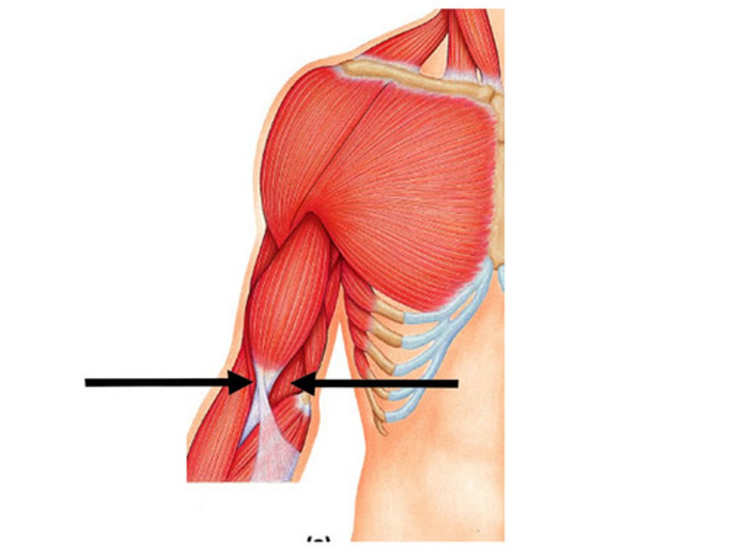 <p>Action: flexes forearm</p>