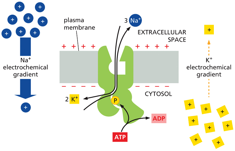 <ul><li><p>ATP driven </p></li><li><p>the pump uses the energy derived from ATP hydrolysis to transport Na+ out of the cell as it carries K+ in </p></li><li><p>sometimes called the Na+–K+ ATPase or the Na+–K+ pump.</p></li><li><p>During the pumping process, the energy from ATP hydrolysis fuels a stepwise series of protein conformational changes that drives the exchange of Na+ and K+ ions. As part of the process, the phosphate group removed from ATP gets transferred to the pump itself</p></li></ul><p><span>•Establishes the high concentration of Na outside of the cell and K inside of the cell</span></p><p><span>•These concentration gradients are used as the energy carry out many other cellular activities</span></p><p></p>