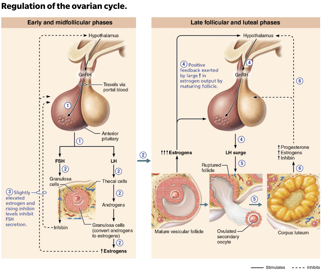 <ul><li><p><span style="color: blue;"><strong>Corpus luteum </strong></span><span style="color: red;"><strong>degenerates when LH levels start to fall </strong></span></p></li><li><p>Causes a sharp <span style="color: rgb(0, 0, 0);"><strong><mark data-color="red" style="background-color: red; color: inherit;">decrease in estrogen and progesterone</mark></strong></span>, which in turn ends blockage of <span style="color: rgb(0, 0, 0);"><strong><mark data-color="green" style="background-color: green; color: inherit;">FSH and LH secretion</mark></strong></span> → causing to start all over again </p></li></ul><p></p>
