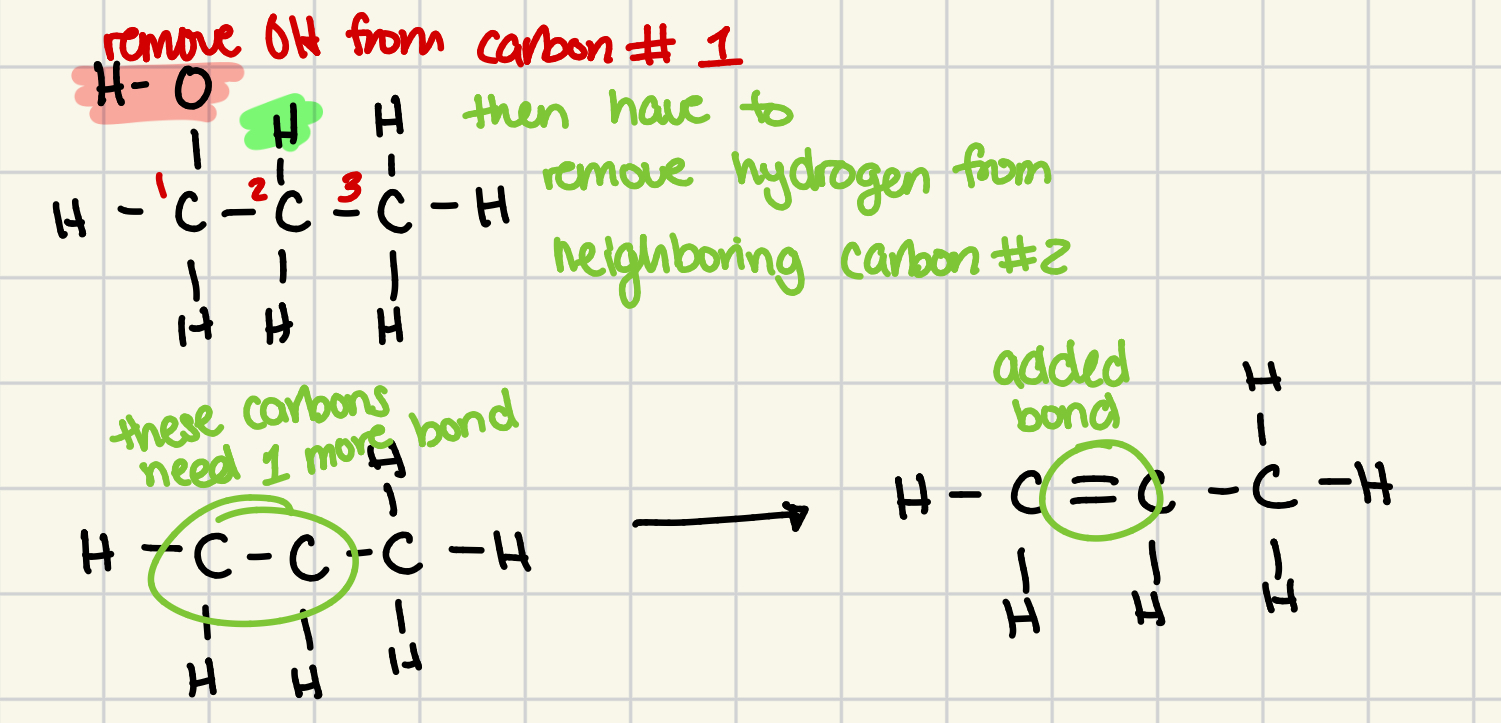<ol><li><p>remove OH from carbon #1</p></li><li><p>then have to remove hydrogen from neighboring carbon #2</p></li></ol><p></p>