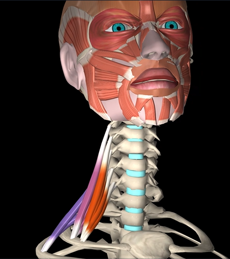 <p>Function: lateral flexion of neck</p><p>Origin: cervical vertebrae</p><p>Insertion: ribs</p>
