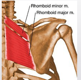 <p><strong>Origin</strong>: spinous processes of C7-T1, lower part of nuchal ligament</p><p><strong>Insertion</strong>: medial margin of scapula at root of the spine</p><p><strong>Action</strong>: adducts, elevates, &amp; downwardly rotates scapula</p>