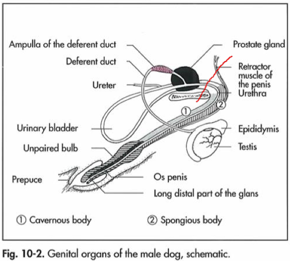 <p>What is the pelvic portion of the urethra?</p>