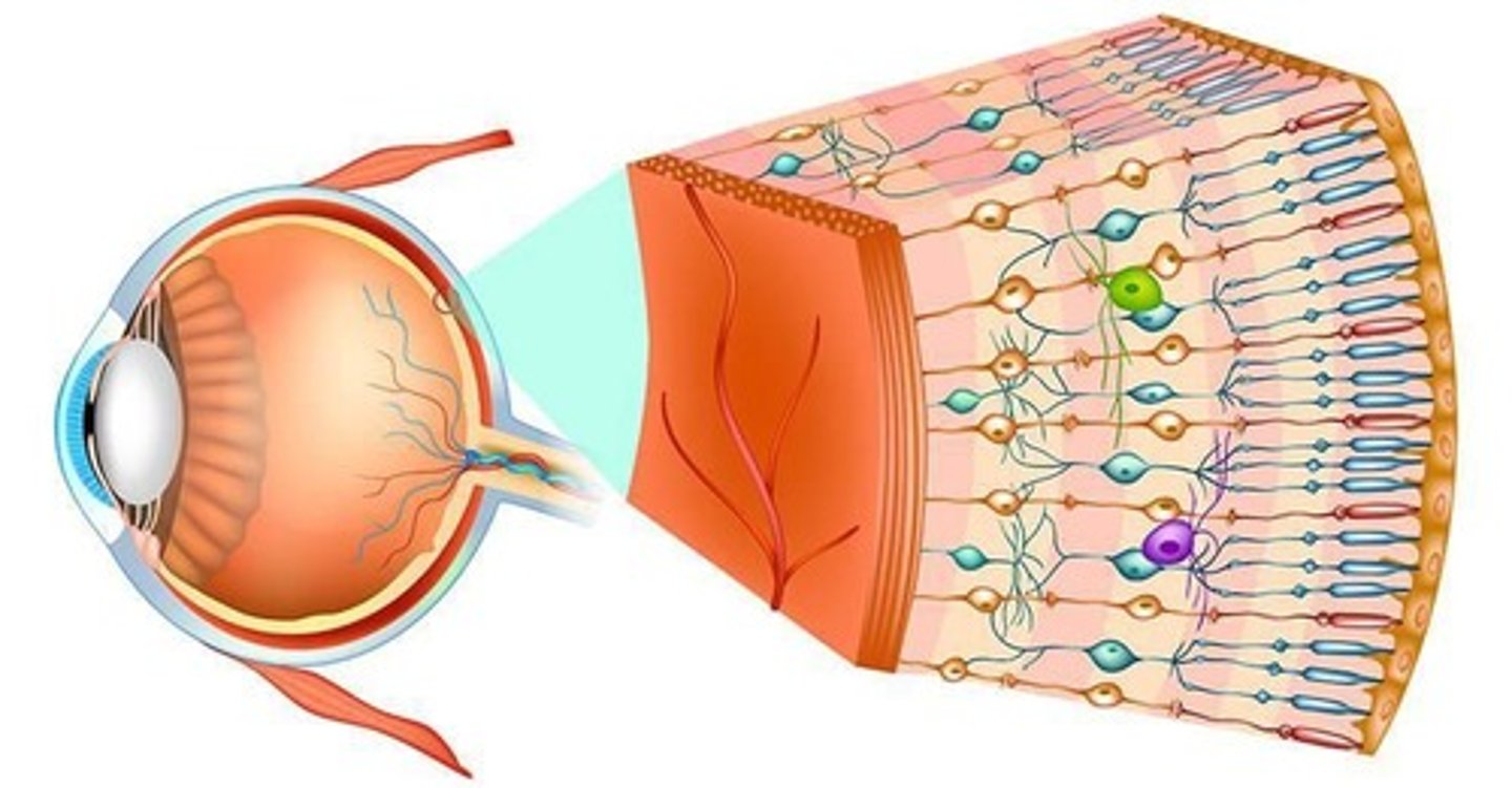 <p>The retina contains ten distinct layers and is responsible for converting light into neural signals for vision.</p>