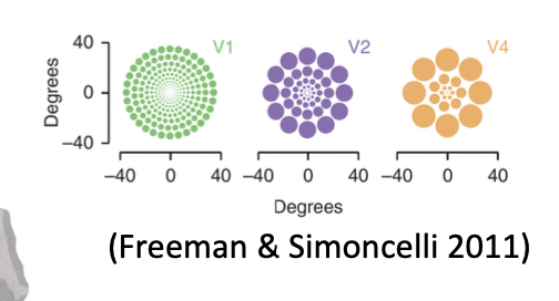 <ul><li><p><strong><span>Receptive field sizes</span></strong><span> increases (</span>the image shows the increase in size of receptive fields from V1 to V4 (mid-level vision))</p></li><li><p><span>As does</span><strong><span> tuning complexity</span></strong><span> (specific stimuli they respond to becomes more complex- receptive fields in the ventral stream that respond specifically to faces/body parts)</span></p></li></ul>