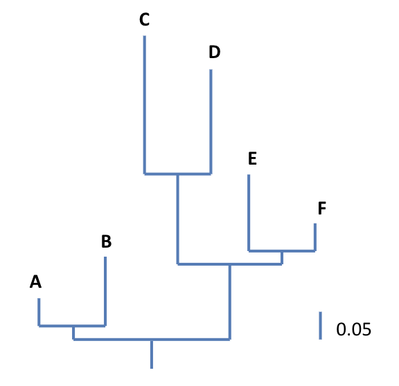 <p><span style="background-color: transparent;"><span>More informative</span></span></p><p><span style="background-color: transparent;"><span>Branch lengths proportional</span></span></p><p><span style="background-color: transparent;"><span>	 to differences from root</span></span></p>