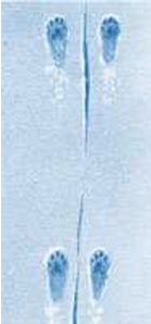 <p>0.6–0.8 cm long 0.6–0.8 cm wide Hind Print: 1.5–1.6 cm long 1 cm wide</p>