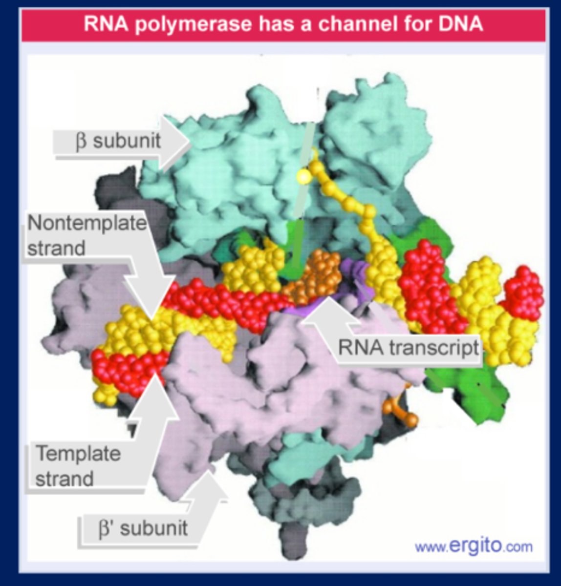 <p>The β (cyan) and β' subunit (pink) of RNA polymerase have a channel for the DNA template/are the active site. Synthesis of an RNA transcript (copper) has just begun; the DNA template (red) and coding (yellow) strands are separated in a transcription bubble.</p>