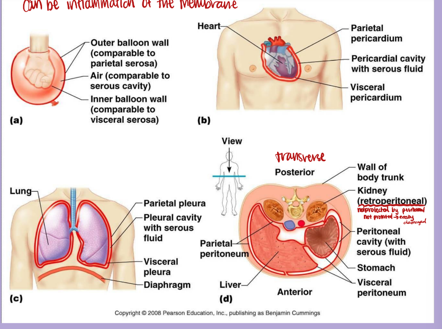 <p>■ Specific serous membranes are named for the cavity in which they are found</p><p>– Parietal and visceral pericardium surrounds the heart</p><p>– Parietal and visceral pleura surrounds the lungs</p><p>– Parietal and visceral peritoneum covers the abdominal cavity</p><p></p><p>Inflammation of the membrane can be very painful and dangerous to the body</p><p>note that kidneys are not protected well so it is easily damaged—-only protected by peritoneal layer</p>