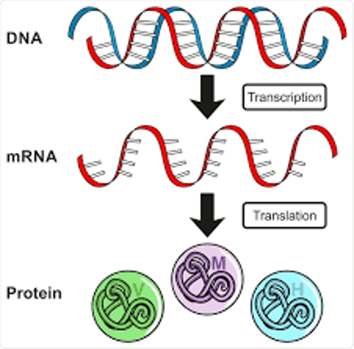 <p>-consists of two major steps: transcription and translation</p><p>-the process by which the information encoded in a gene is turned into a function. This mostly occurs via the transcription of RNA molecules that code for proteins or non-coding RNA molecules that serve other functions.</p><p>-Gene expression is the process by which information from a gene is used to produce a functional gene product. This process is tightly regulated and allows a cell to respond to its changing environment.</p>