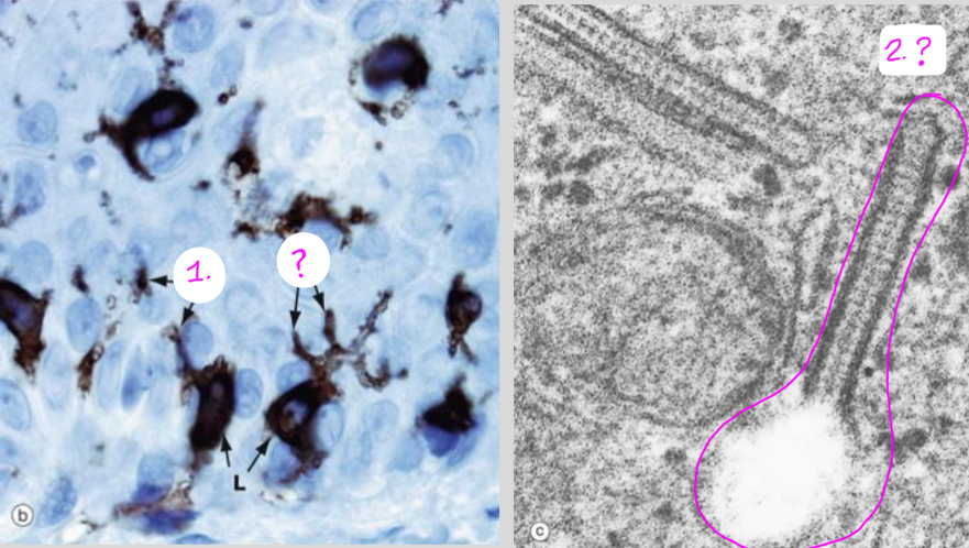<ol><li><p>What type of cell is depicted on this histology slide?</p></li><li><p>What is the cellular component circled in pink? (and where is this located)</p></li></ol><p></p>