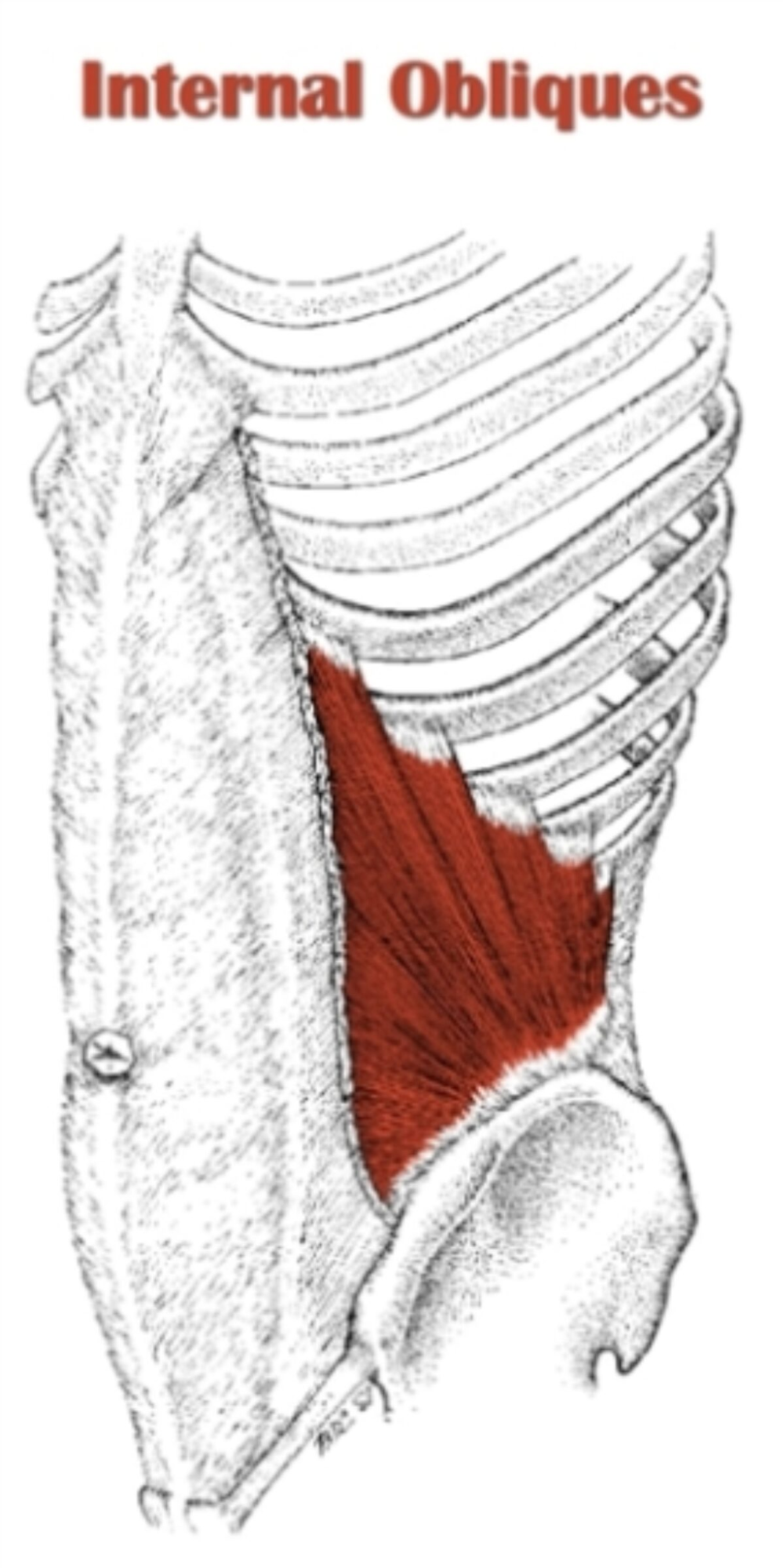 <p><span>Flexes, rotates trunk (deep to external oblique).</span></p>