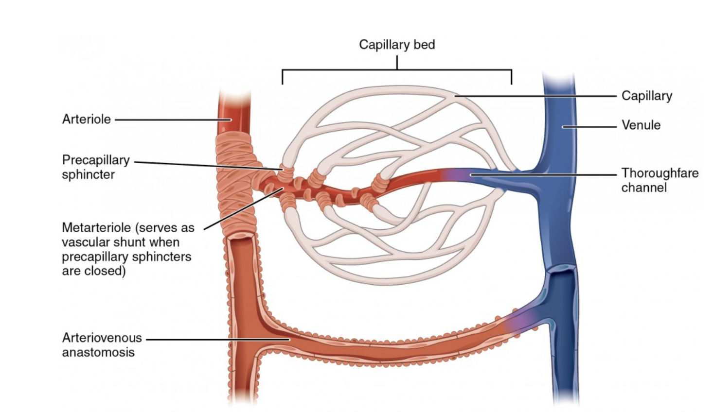 <p>To operate as control valves that regulate blood distribution to capillary beds-they have muscular walls that can contract or relax allowing them to precisely control amount of blood flowing into the. tissues they supply</p>