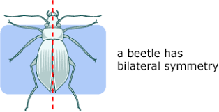 <p>bilateral symmetry </p>