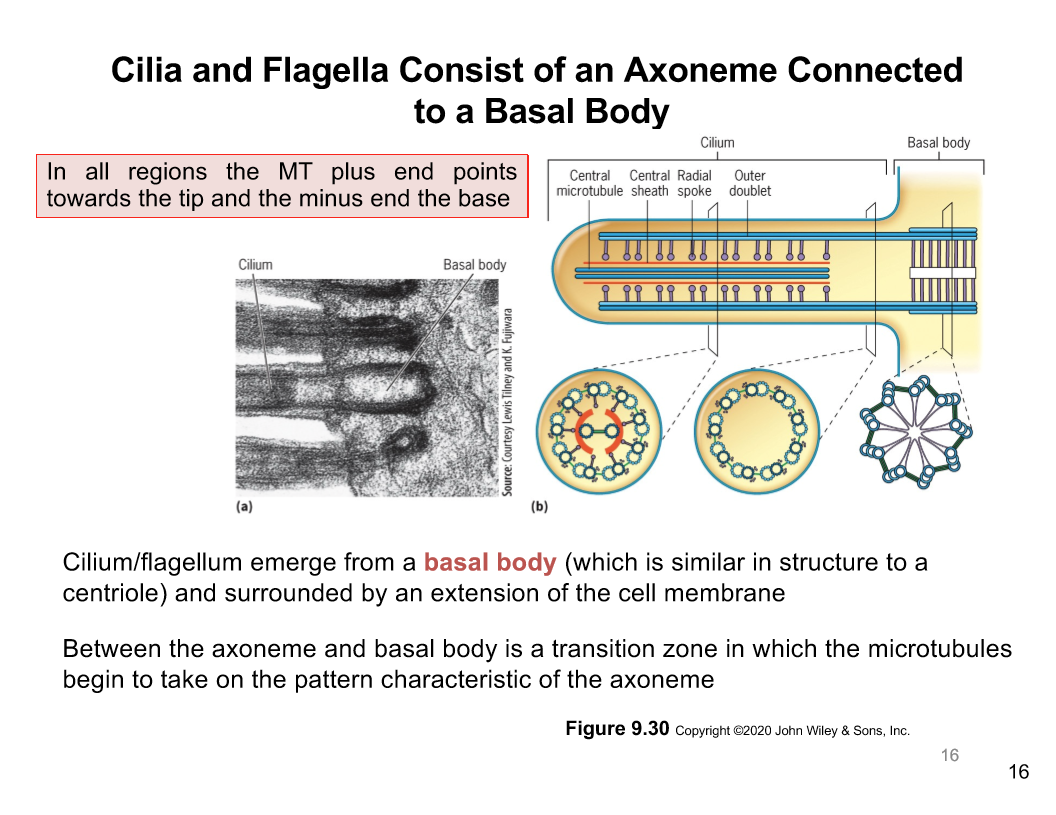 <p>Axoneme in Cilia/Flagella</p>