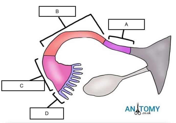 funnel-shaped portion nearest the ovary
letter C on diagram