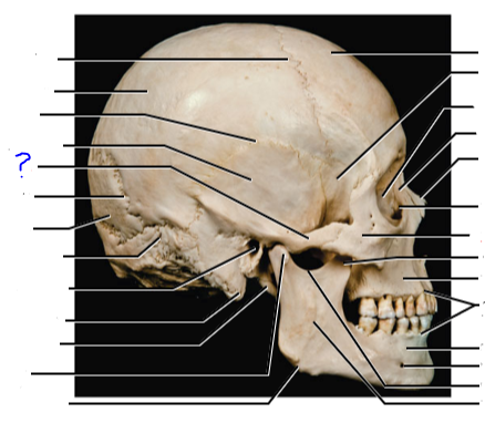 <p>(?) process</p>