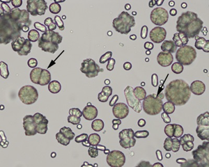 <p>What crystal is this?</p>
