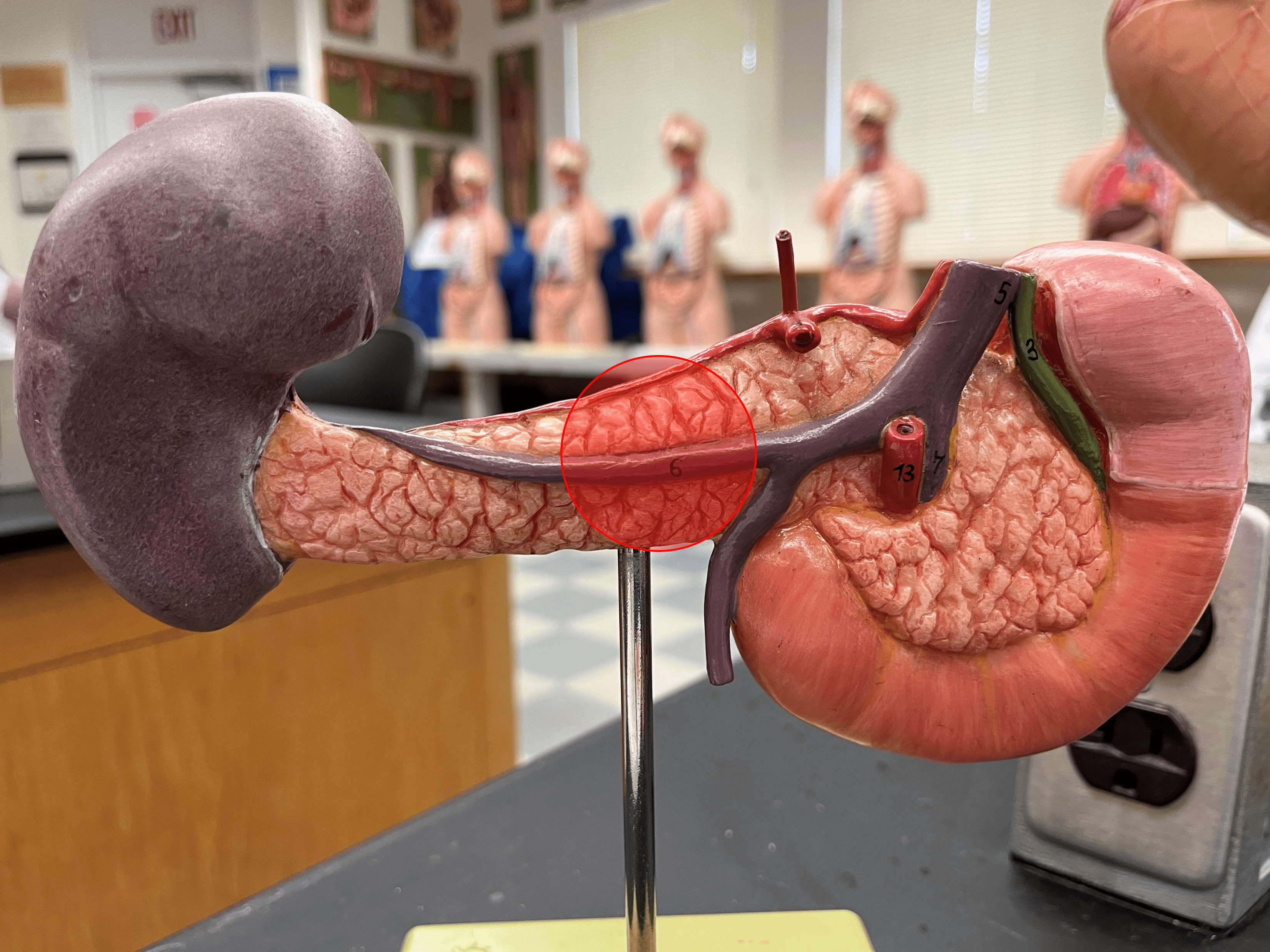 • A region of the pancreas.

• The central portion of the pancreas behind the pylorus of the stomach.