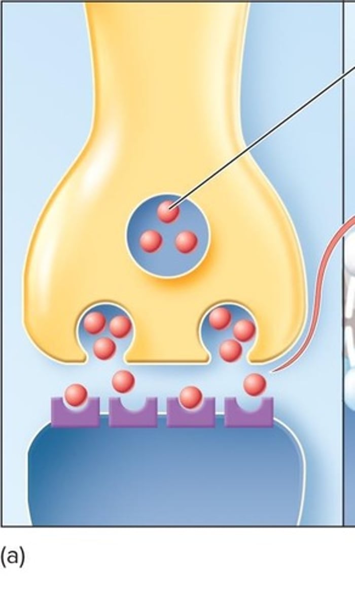 <p>Vesicles release neurotransmitters into the synaptic cleft.</p>