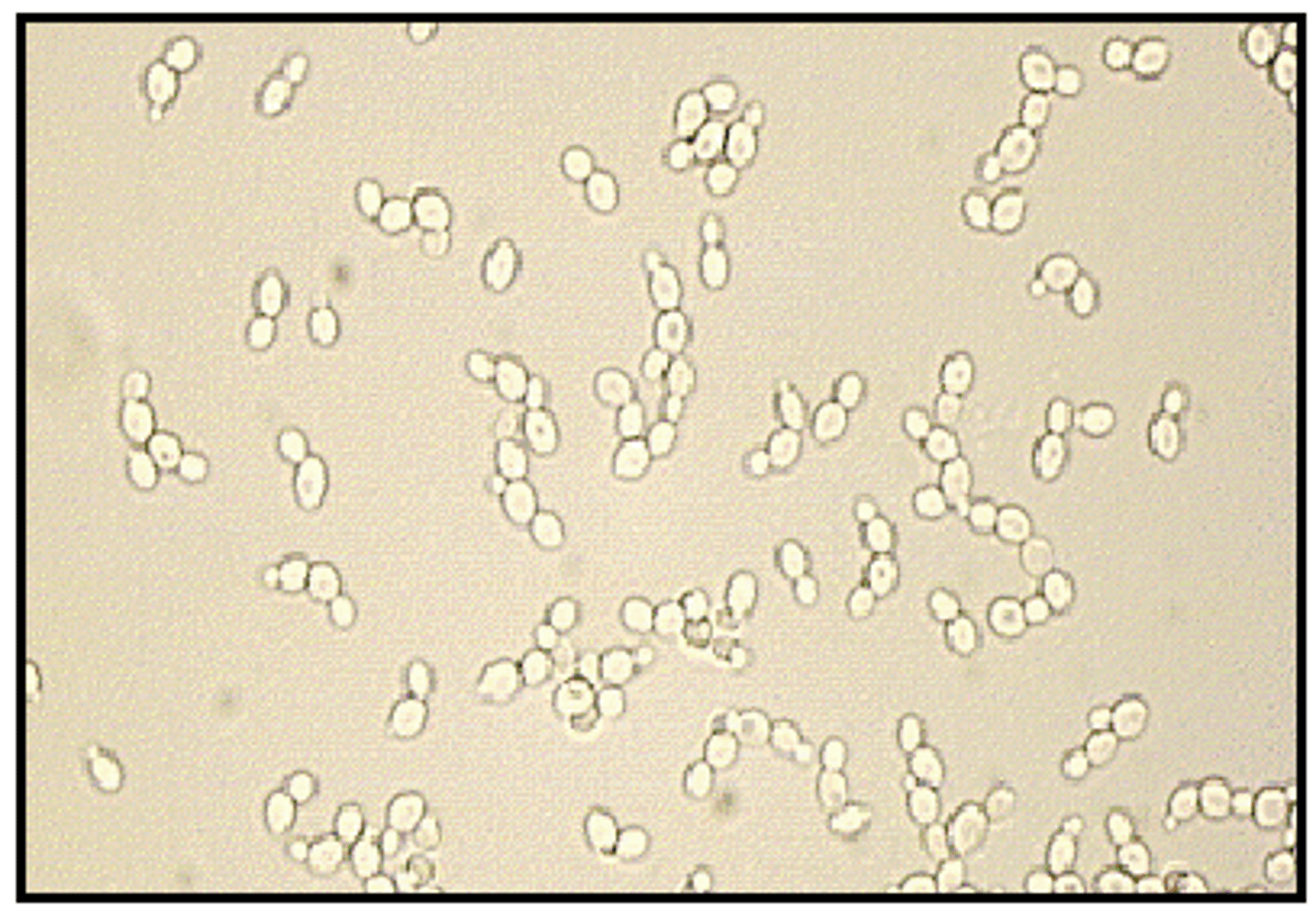 <p>unicellular fungus that reproduce by budding (2.5 to 6 microns )</p>