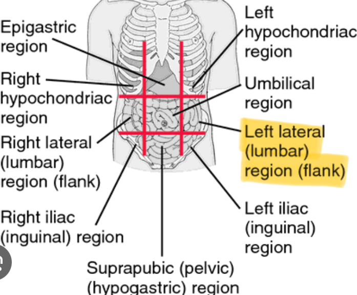 <p>Left side (Descending colon, Left kidney)</p>