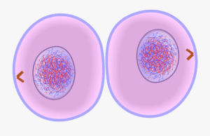 <p><strong>The image below shows which phase of cell division?</strong></p>