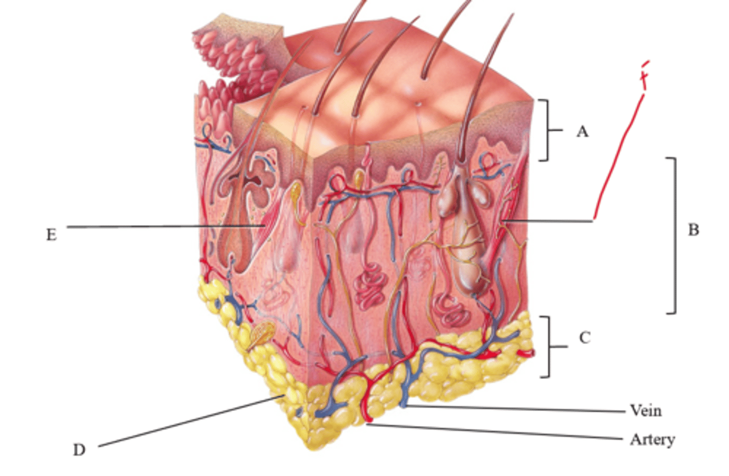 <p>Label this sectional view of the skin and the subcutaneous layer</p>