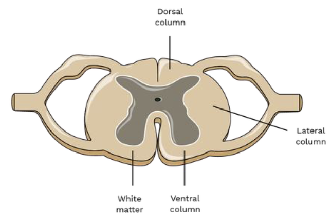 <ul><li><p>consists of myelinated + nonmyelinated axons </p></li><li><p>facilitate communication b/w brain + spinal cord</p></li><li><p>organized into dorsal, lateral + ventral columns </p></li></ul><p></p>