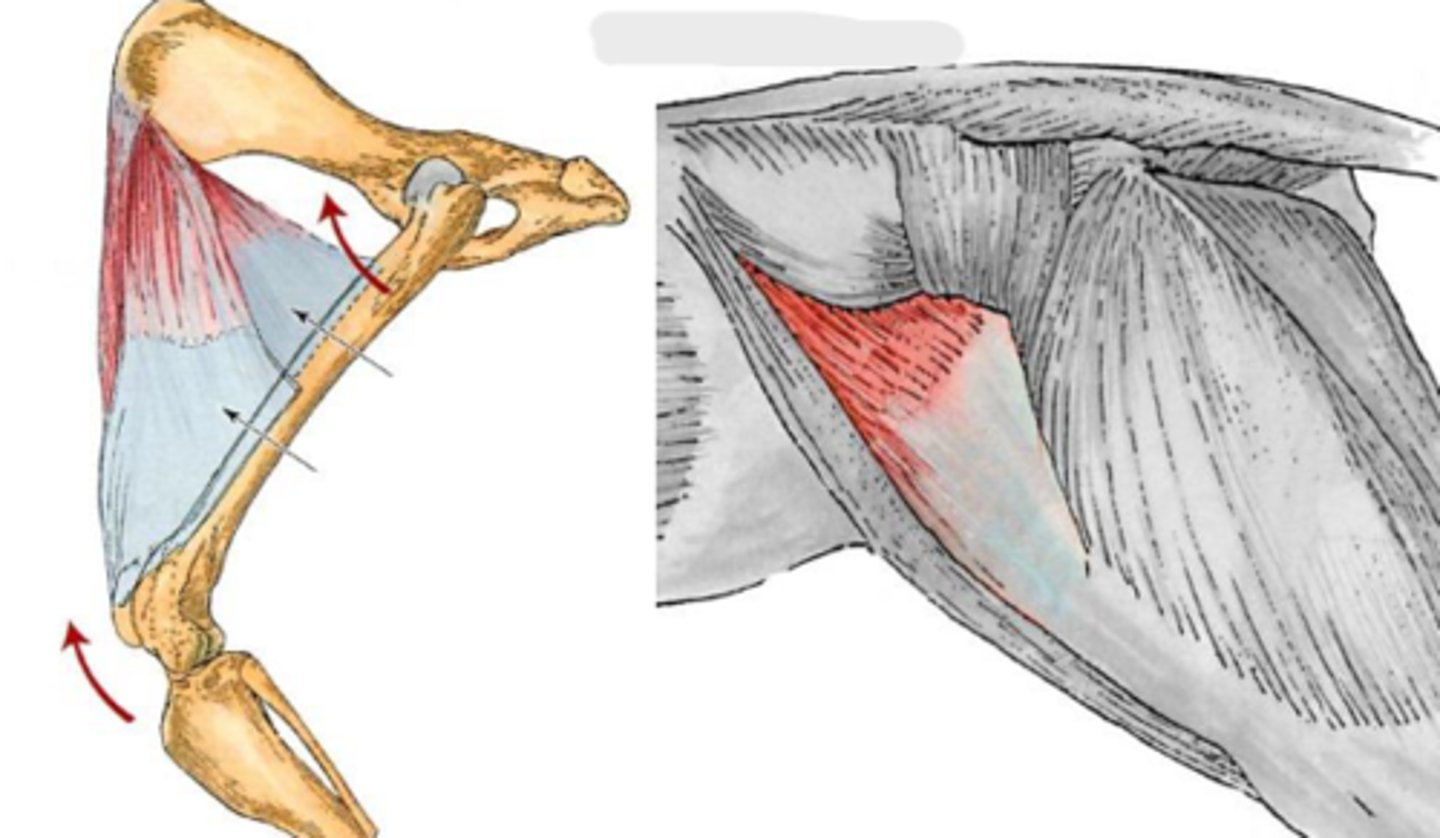 <p>Origin of the tensor fascia lata</p>