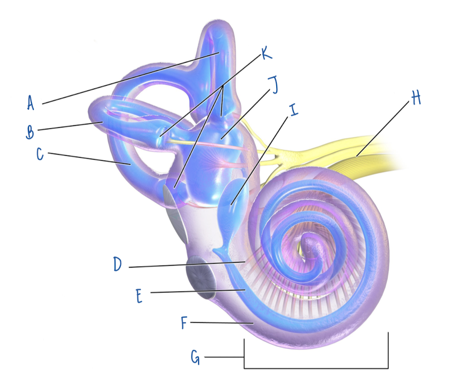 <p>Name the part of the inner ear labeled E</p>