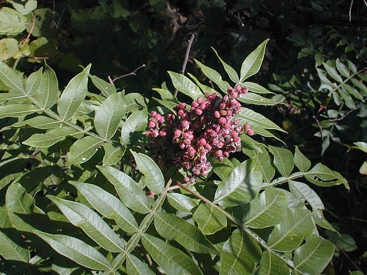 <p>Winged Sumac</p>
