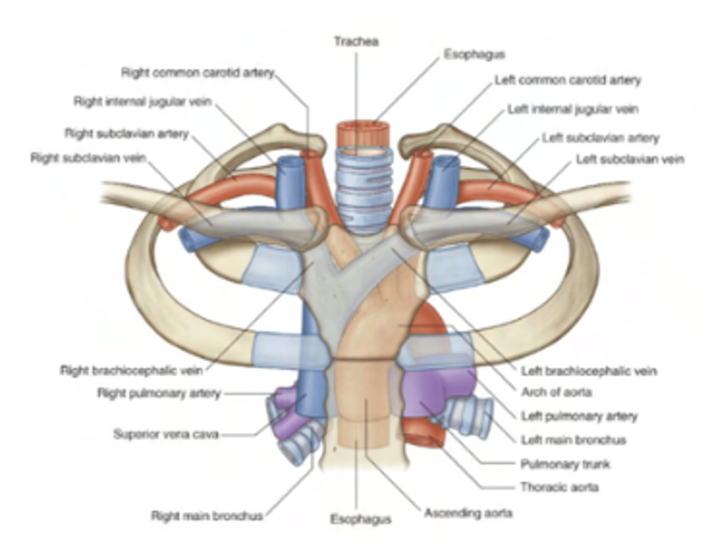 <p>Supported by C-shaped hyaline cartilage rings</p>