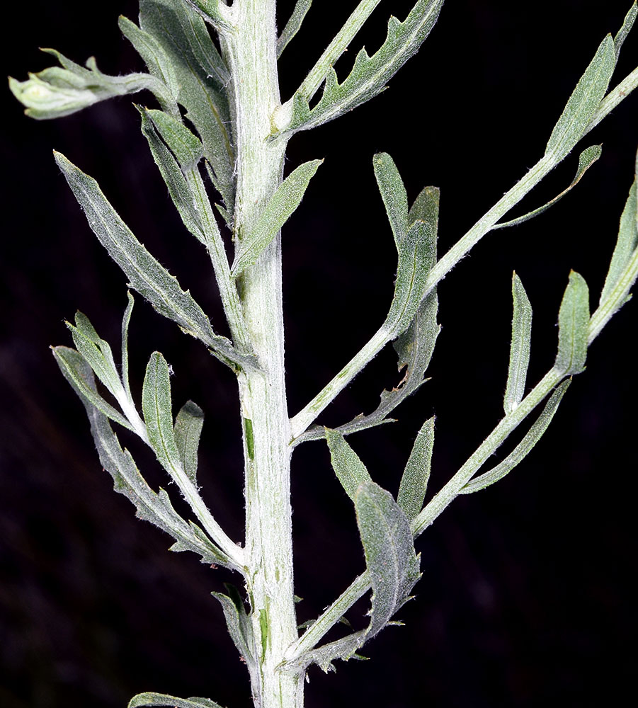 <p>Russian knapweed</p>