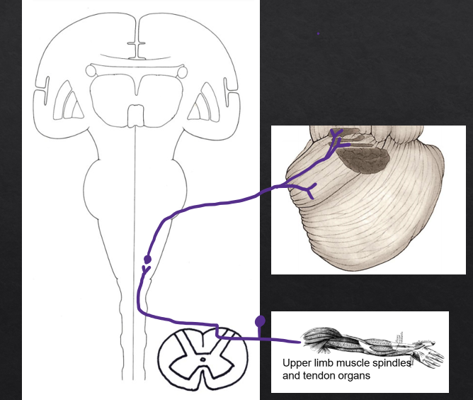 <p>(Primary sensory neuron) Dorsal root ganglion (C)→ cuneate tract→ accessory cuneate nucleus</p><p>(Secondary neuron) Accessory cuneate nucleus→ inferior cerebellar peduncle→ Fastigial nucleus/ interposed nucleus</p>