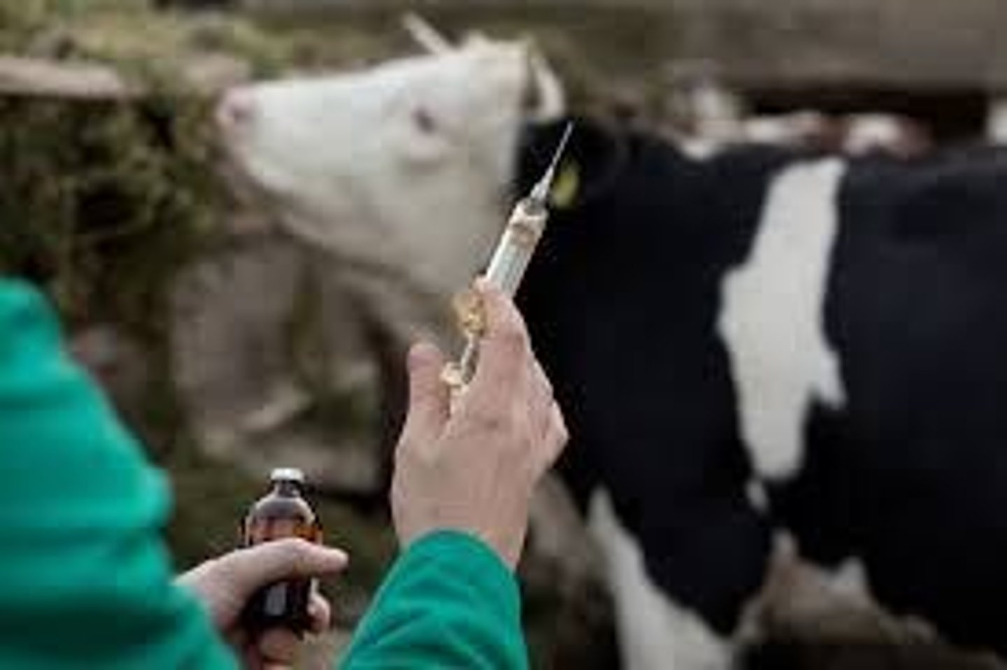 <p>Stimulates immune response to prevent disease.</p>