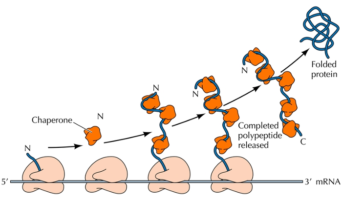 <p>Proteins that assist in the folding of other proteins.</p><ul><li><p>They work by assisting other proteins to self-assemble, possibly by stabilizing the unfolded intermediates</p></li><li><p><span style="color: blue">example</span>: proper folding might require both the carboxy and amino terminus. <strong>Chaperones maintain the protein until it is completely translated and ready to properly fold</strong></p></li></ul><p></p>