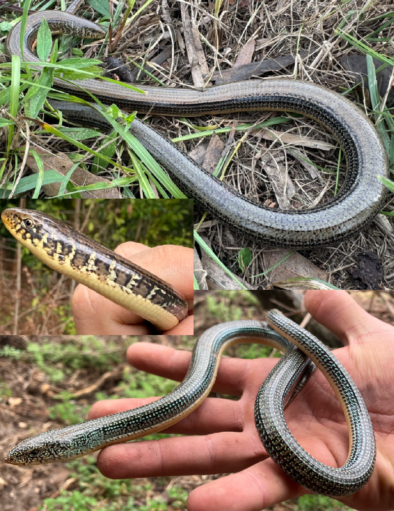 <p>Eastern Glass Lizard, FL native, live in SE USA, very short and blunt snout, juveniles and some adults have white bars on neck, vertical “ear” markings, live in moist and dry habitats</p>