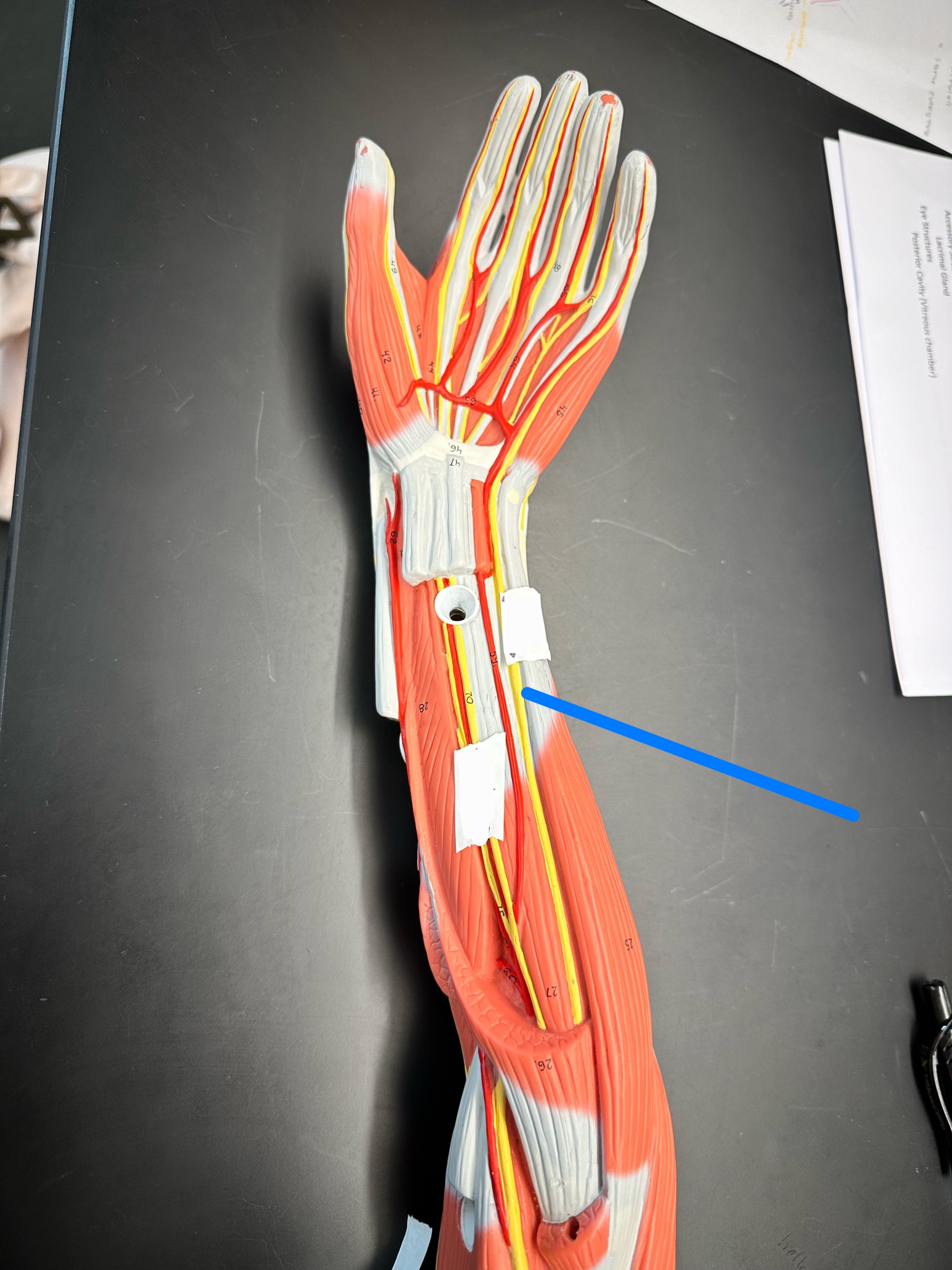 <p>ID nerve</p>