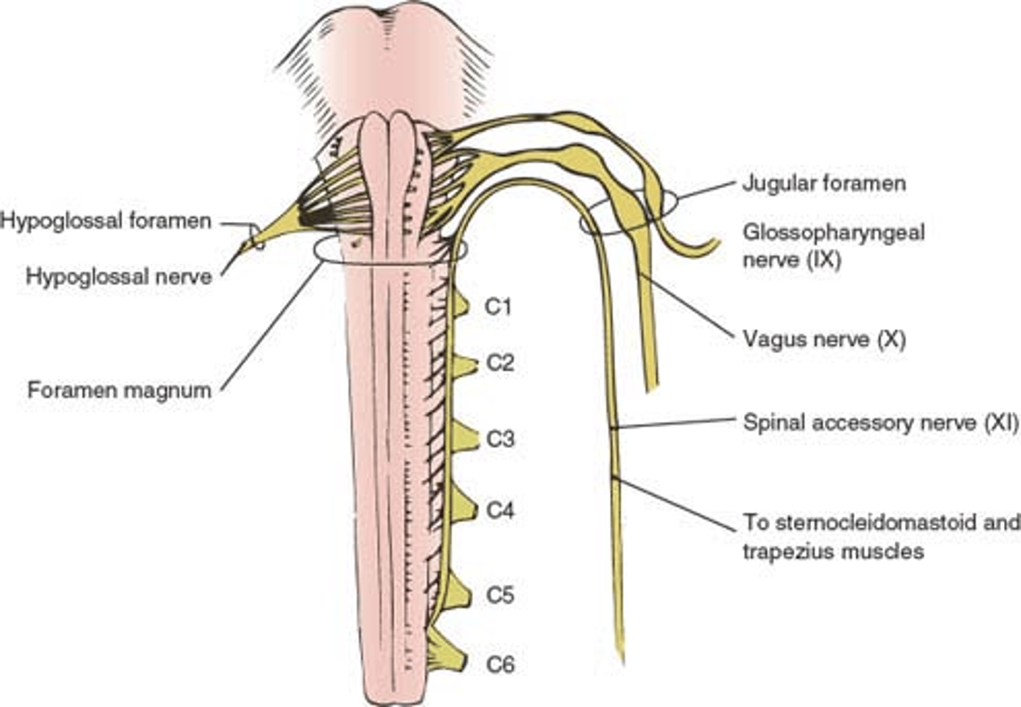 <p>w bruździe tylno-bocznej rdzenia przedłużonego</p><p>*korzeń rdzeniowy nerwu dodatkowego: między przednimi a tylnymi korzeniami nerwów rdzeniowych</p>