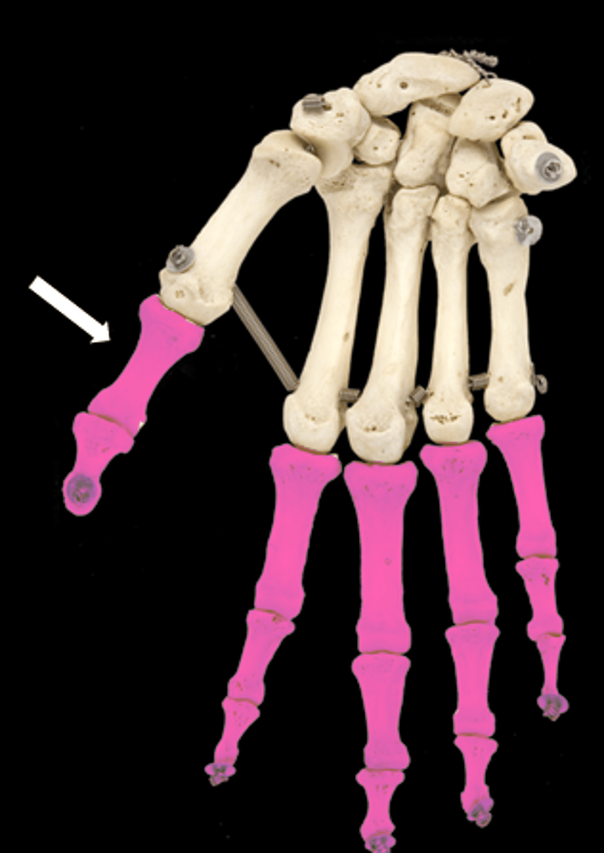 <p>name the bones</p>