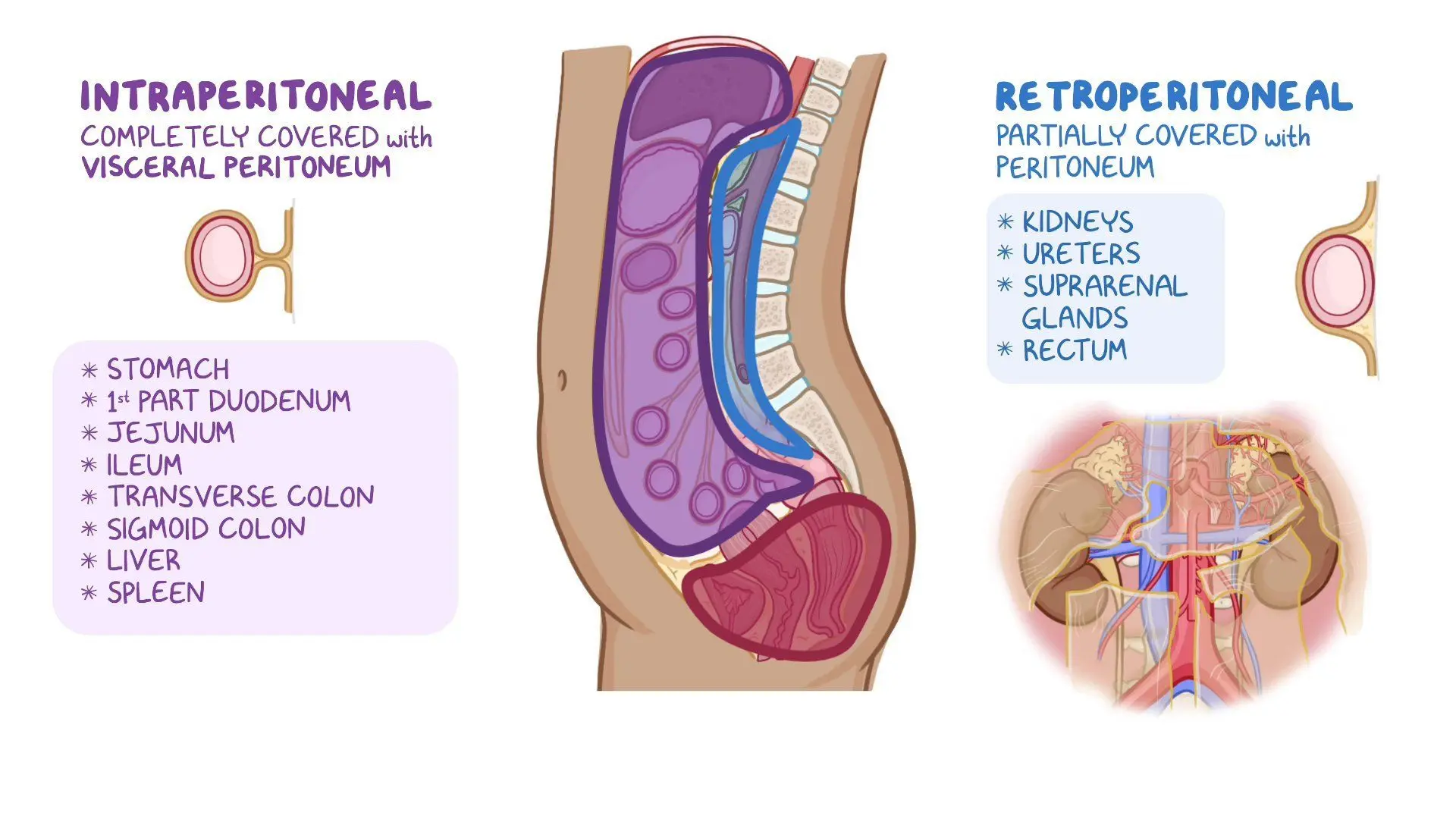 <p>The space between the <strong>parietal and visceral peritoneum</strong>, filled with a thin fluid that allows smooth movement of abdominal organs.</p>