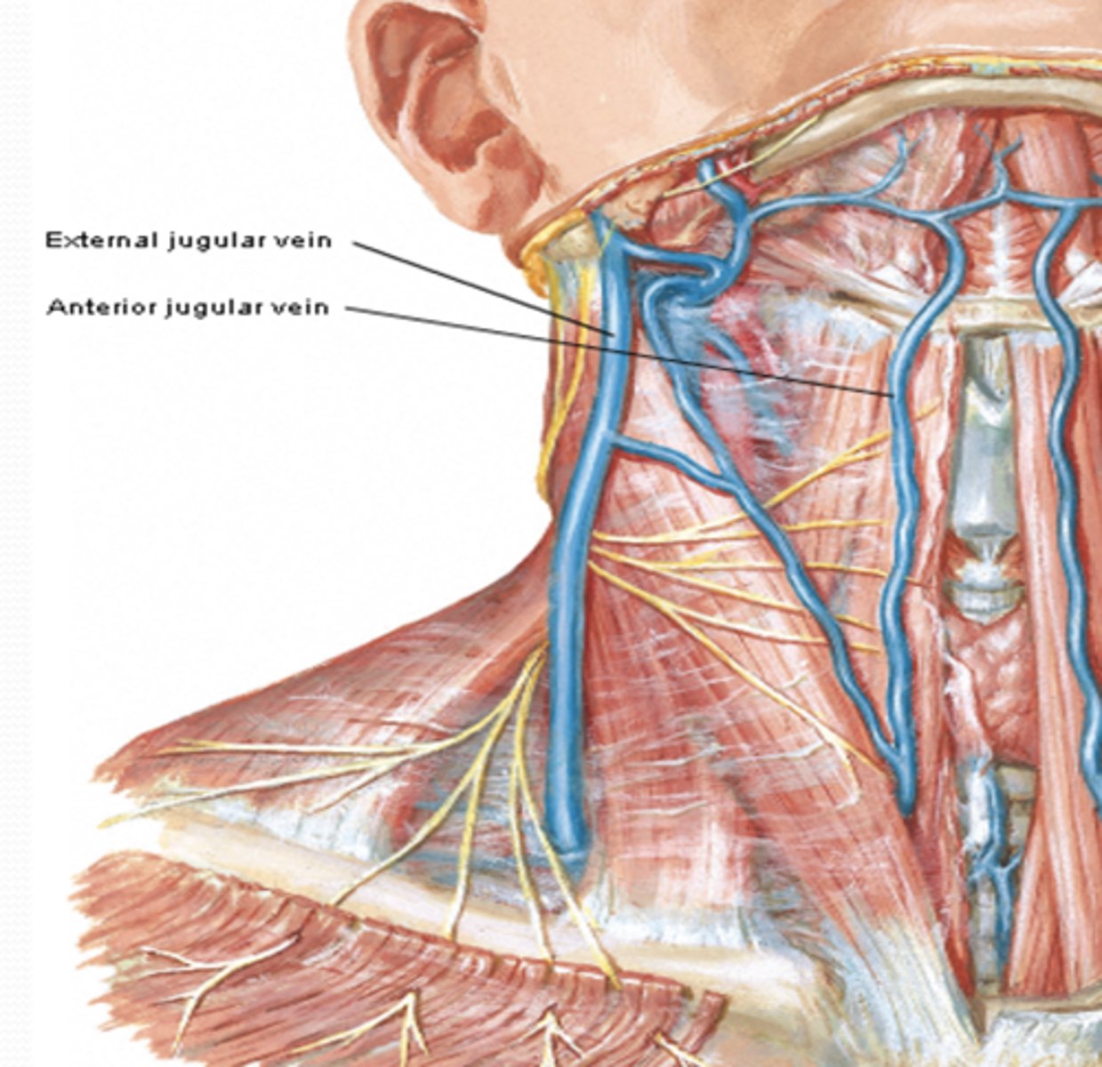 <p>What is the course of the anterior jugular vein?</p>