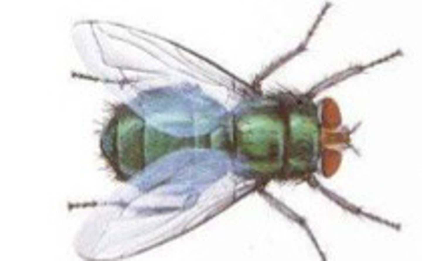 <p>What fly is this?</p>