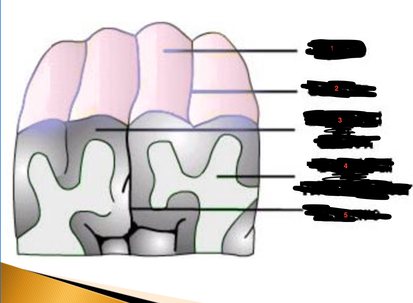 <p>Layers in the brain</p>