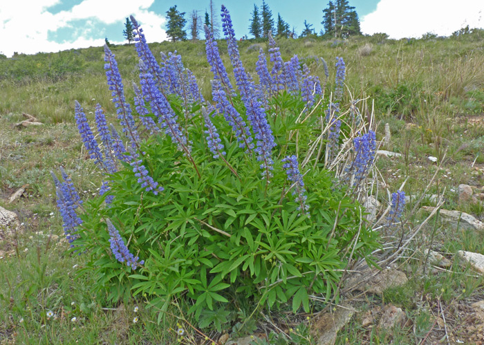 <p>Lupinus argenteus - Silvery lupine</p>