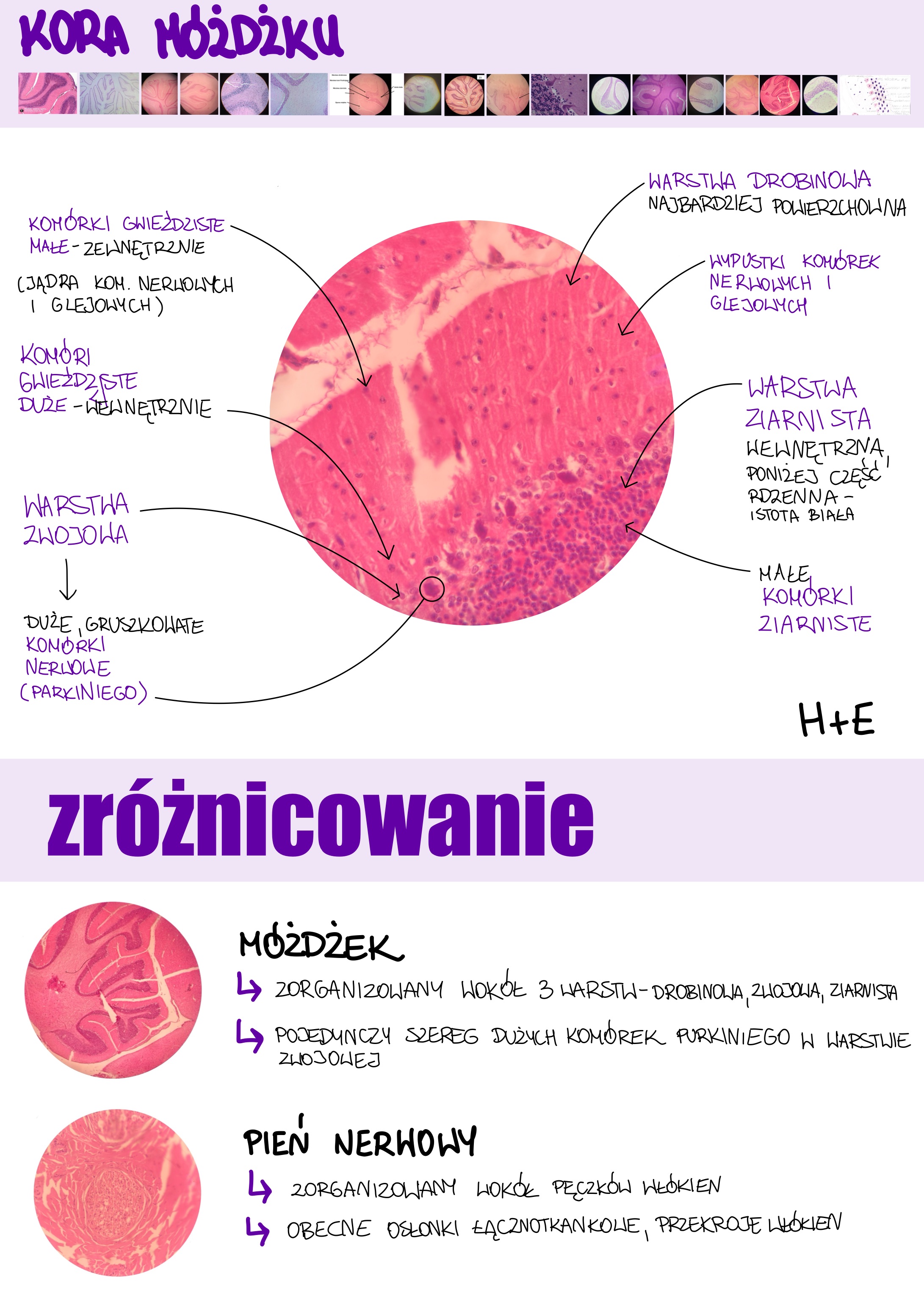 <p>Kora móżdżku</p>